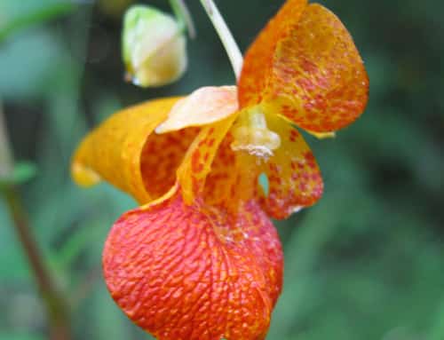 Flowers of the Field